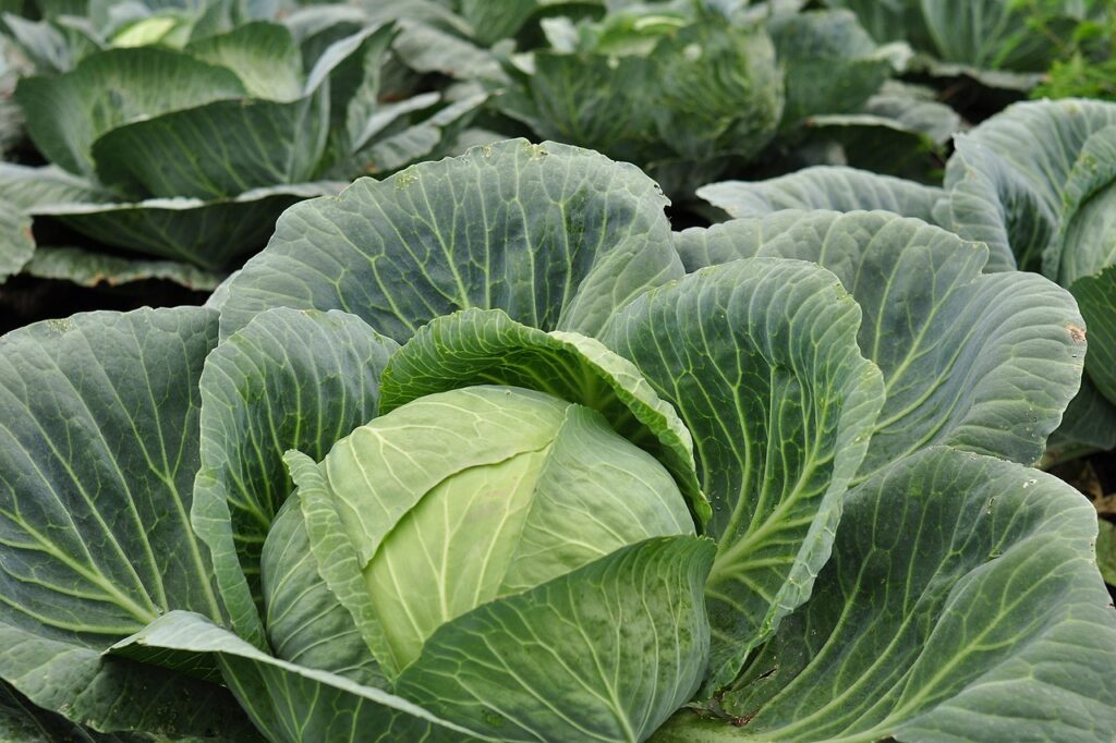 cabbage fresh