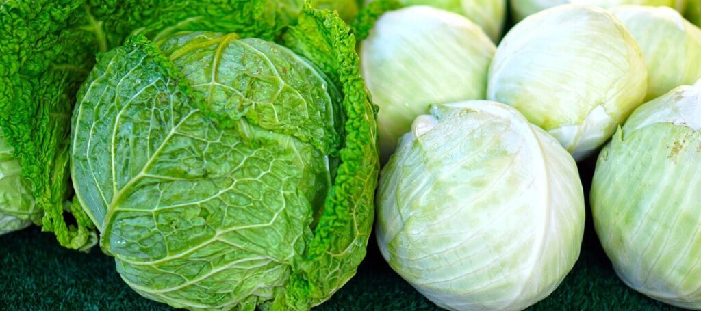 cabbage ware