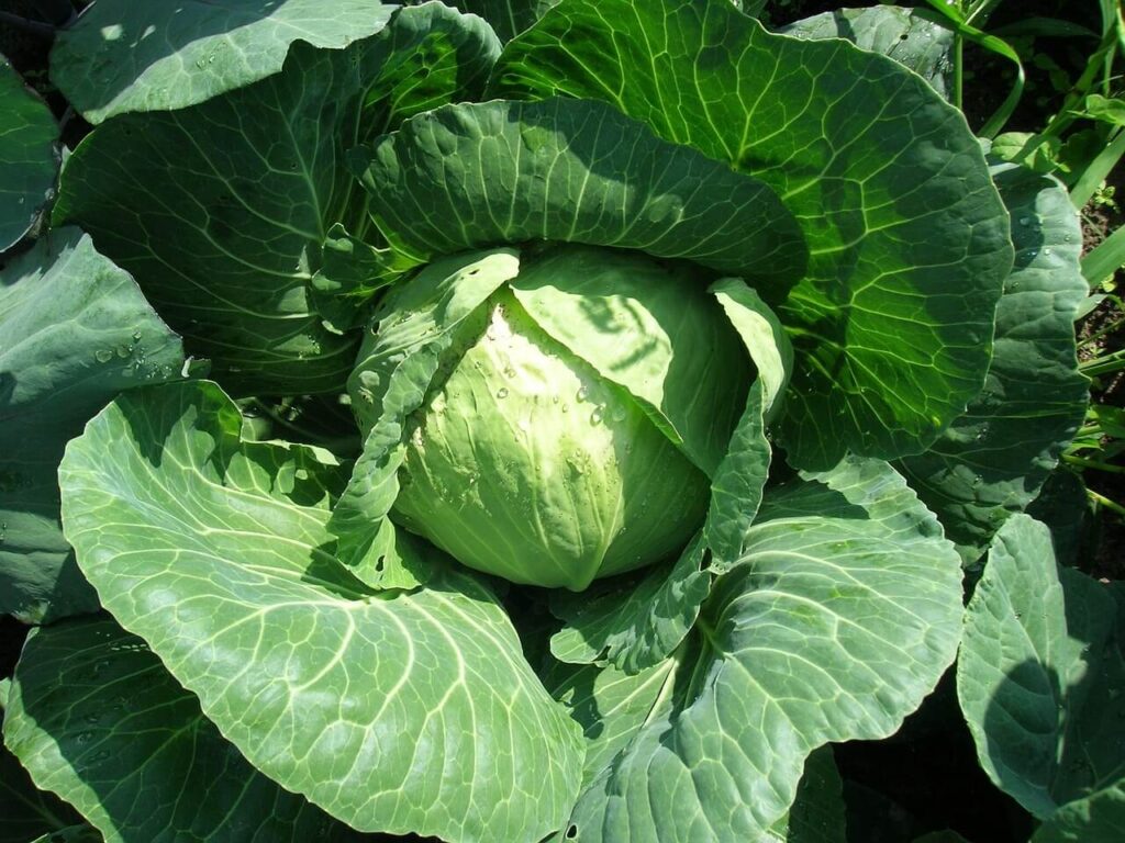 cabbage flour
