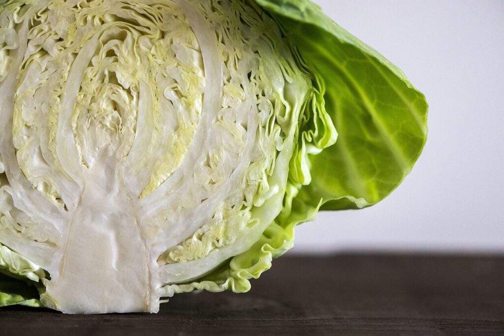 fresh cabbage